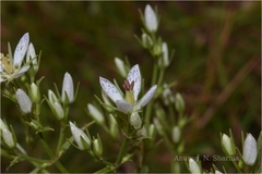 Swertia angustifolia var. pulchella
